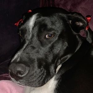 Meet your Posher, Ashton